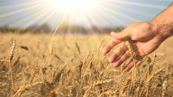 Ripe Wheat, Hand And The Sun