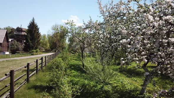 Blooming apple orchard 08