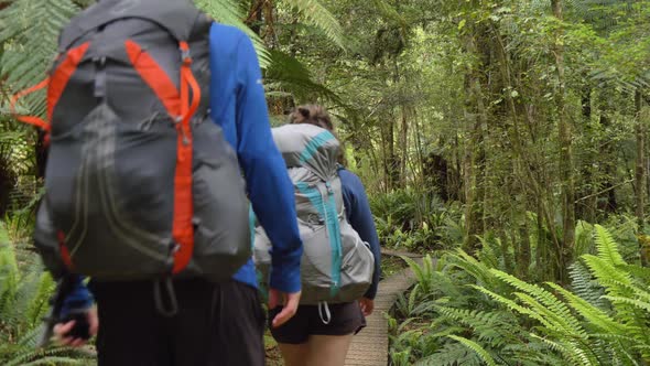 Static, hikers walk along board walk through lush Fiordland forest, Kepler Track New Zealand
