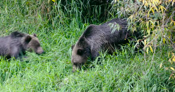 A Grizzly sow is eating fish in tall grass and her cub comes to join her.