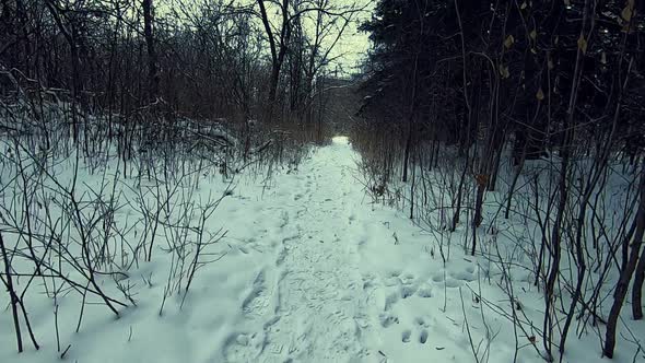 Running in forest on snow in winter day. Walker POV, slomo