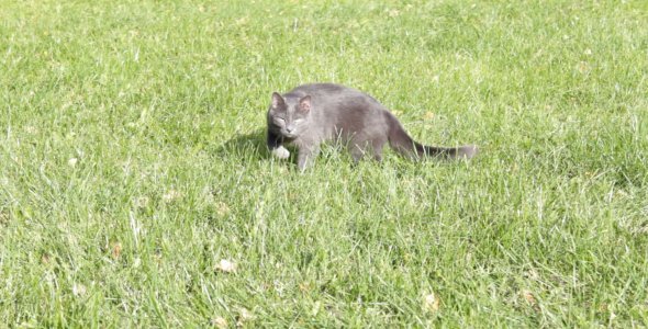 Russian Blue Cat on Green Field