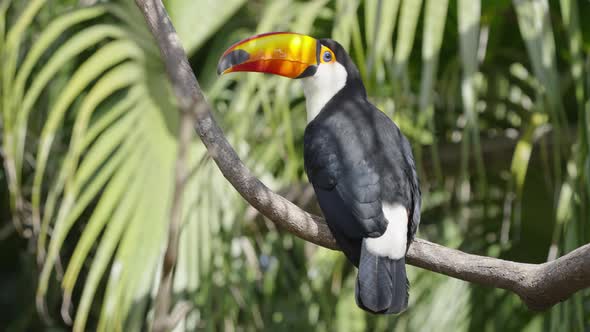Handsome Toucan taking a break on a tree branch in the shade, static shot