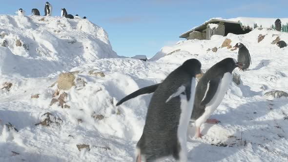 Gentoo Penguin Steal Nest Stone Antarctic Close-up