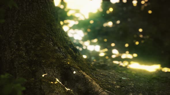 Fantasy Firefly Lights in the Magical Forest