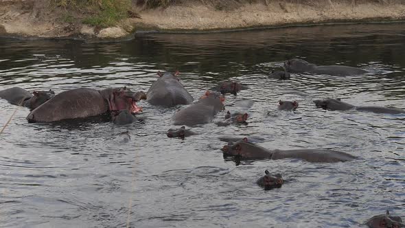 980442 Hippopotamus, hippopotamus amphibius, Group standing in River, Masai Mara park in Kenya, slow