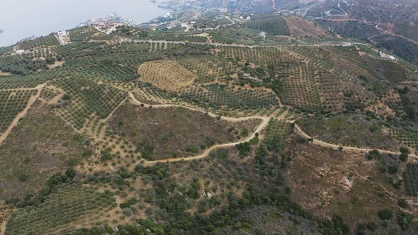 Fly over olives Farm in Spain. Aerial view of Olive trees 