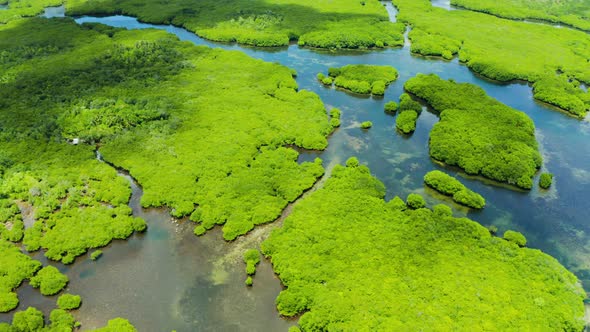 Aerial View of Mangrove Forest and River