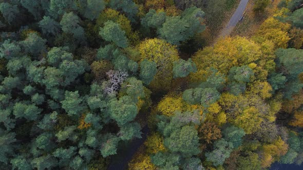 AERIAL Static Top Down Shot of a Forest Path with Vibrant Autumn Colors in Vilnius, Lithuania