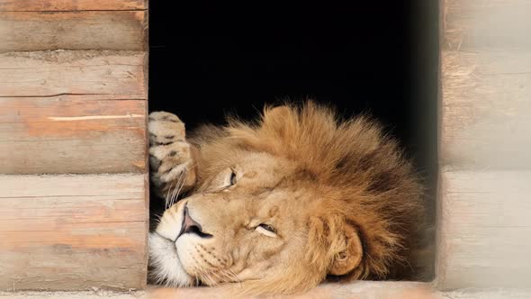 A beautiful big lion is lying and resting.