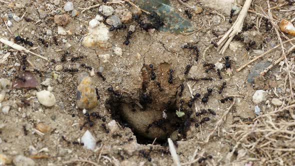 Ants colony in Ethniko Ygrotopiko Parko Delta Evrou