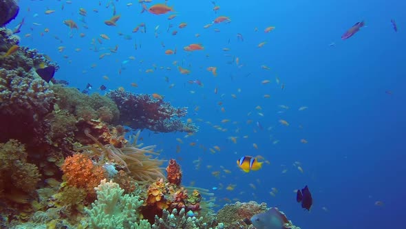 Red Sea Underwater World