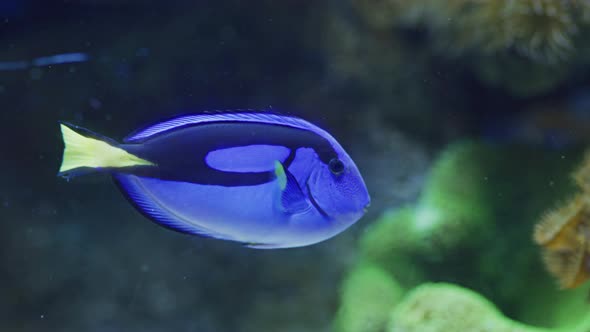 Blue Tang swimming in the water