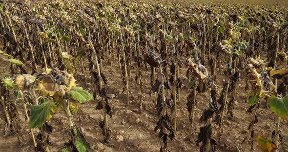 Global warming. Burned sunflowers,Loiret,  France