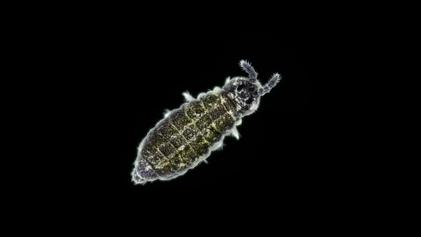 Collembola insect under the microscope, Order Poduromorpha, family Onychiuridae