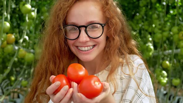 Young Woman Hands with Gloves Holding Red Tomatoes, Working in a Greenhouse.