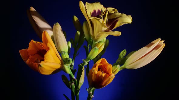 Bright Flowers Opening on Blue Background