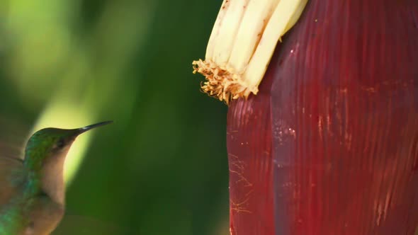 Humming Bird Dancing Behind Banana Tree