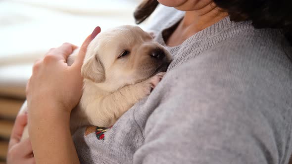 Woman Cuddling Cute Labrador Retriever Puppy