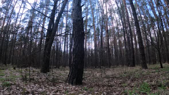 Inside a Pine Forest By Day Slow Motion