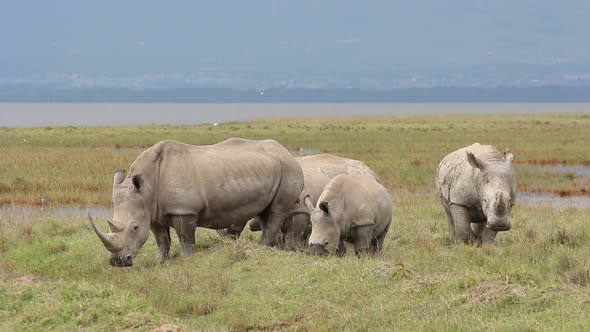 White Rhinoceros Feeding - Kenya