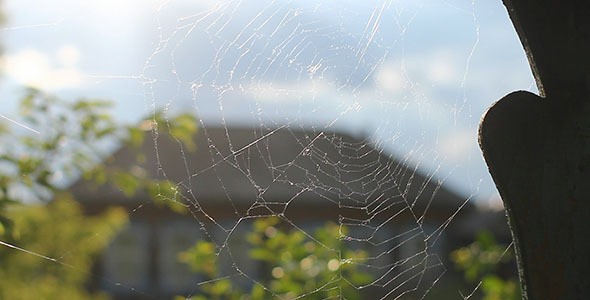 Spider Web Country House 1