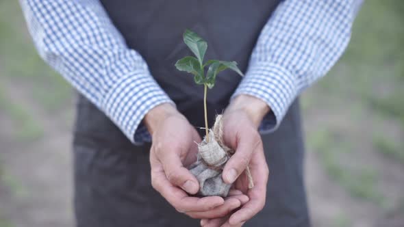 Hands of Men Farmer Showing and Caring a Young Coffee Tree in Hands for Planting