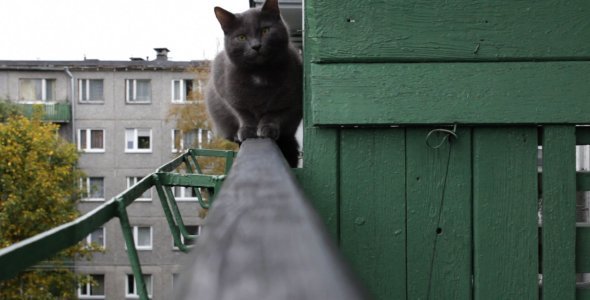 Russian Blue Cat on Open Balcony