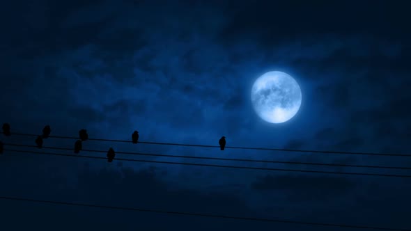 Bird Lands On Wire With Other Birds Perched At Night