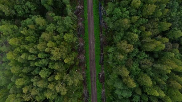 Road in the forest