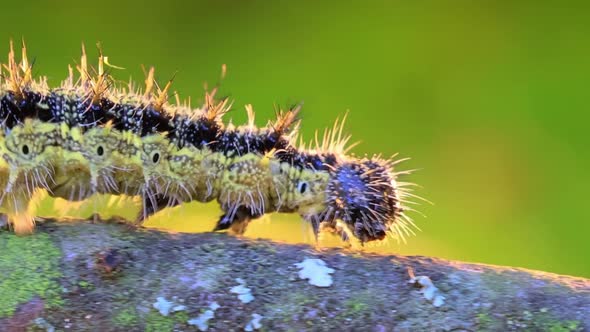 Small Tortoiseshell Aglais Urticae Caterpillar