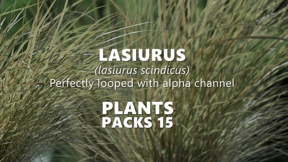 LASIURUS (lasiurus scindicus) Looped Plants alt