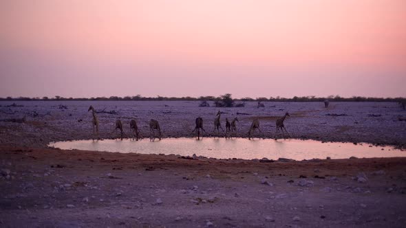 Heard of Giraffs in Etosha National Park, Namibia