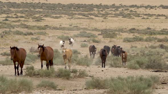 Utah wild horses walking through the West Desert on hot summer day