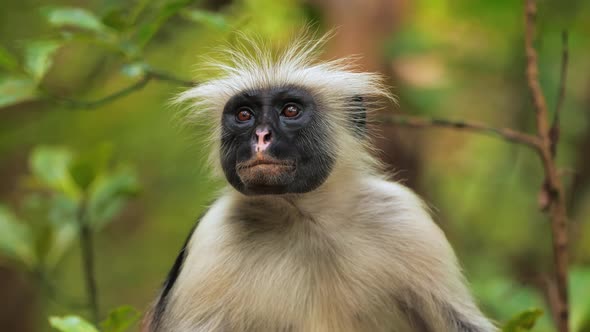 Red Colobus Monkey Sitting on Tree and Resting Visible Dark Face