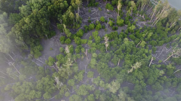 Aerial sliding over dead mangrove tree and smoke