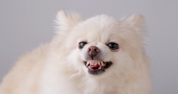 Pomeranian dog getting angry 