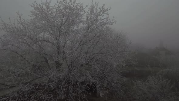 Evening Fog In Village