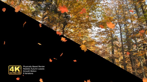4k Ultra Realistic Falling Leaves Pack - 4 Clips - Loop - High Quality