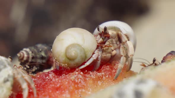 Macro of hermit crabs eating fruits in Thailand