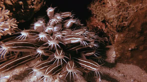 Underwater Catfish