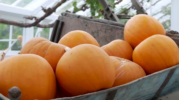 Pumpkin and Gourd Variety Autumn Display