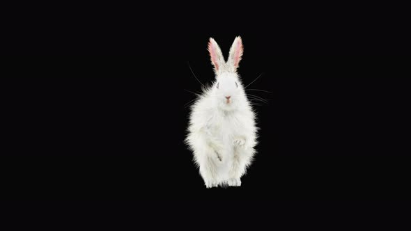 Rabbit Dancing 4K