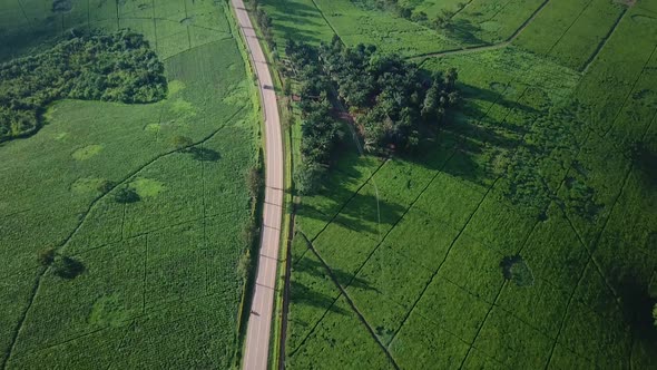 Aerial of road leads through beautiful tea plantations in Fort Portal, reveal of forest and natural