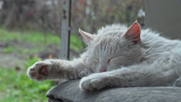 Homeless Dirty Cat Lies on a Torn Dirty Chair in the Yard