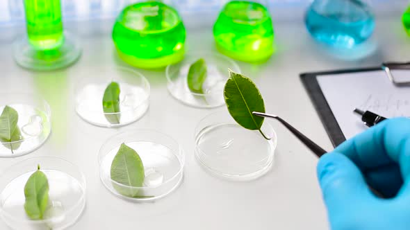 Scientist Examines a Green Genetically Modified Leaf