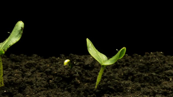 Growing Green Cucumber Plant Time Lapse. Timelapse Seed Growing, Closeup Nature Agriculture Shoot