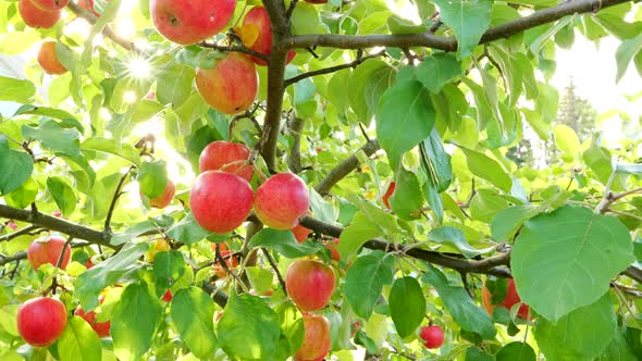 Ripe Red Apples Growing on Apple Tree. Sun Rays Getting Through Branches and Foliage