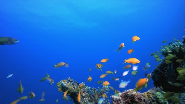 Tropical Coral Reef Marine Life and Diver