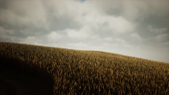 Dark Stormy Clouds Over Wheat Field